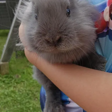 Farm stay Binderhof Weisspriach