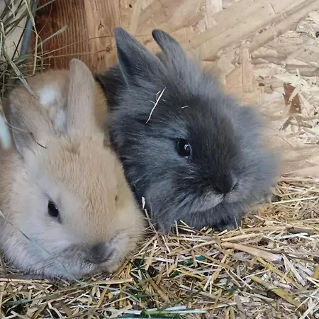 Binderhof Alloggio per agriturismo *