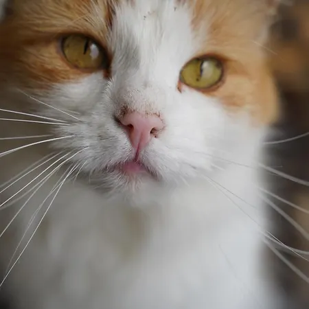 Feriegård Binderhof Weisspriach