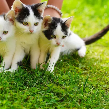 Binderhof Weisspriach