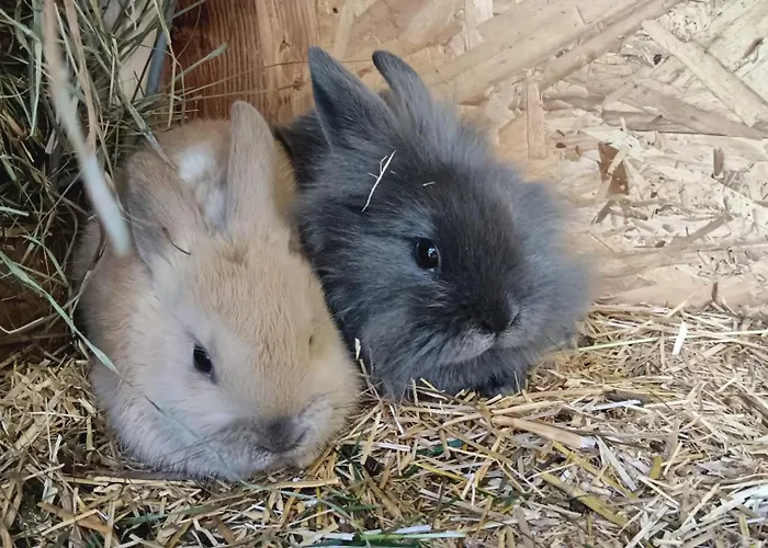 Binderhof Vakantieboerderij *