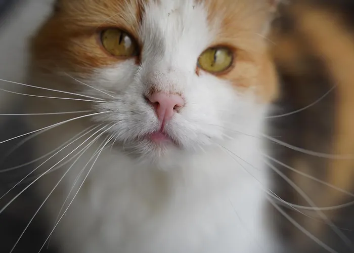 Vakantieboerderij Binderhof Weisspriach