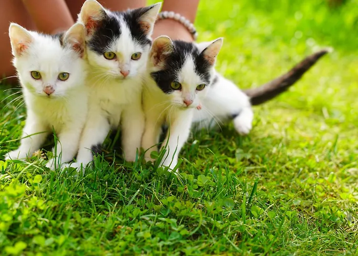 Binderhof Weisspriach